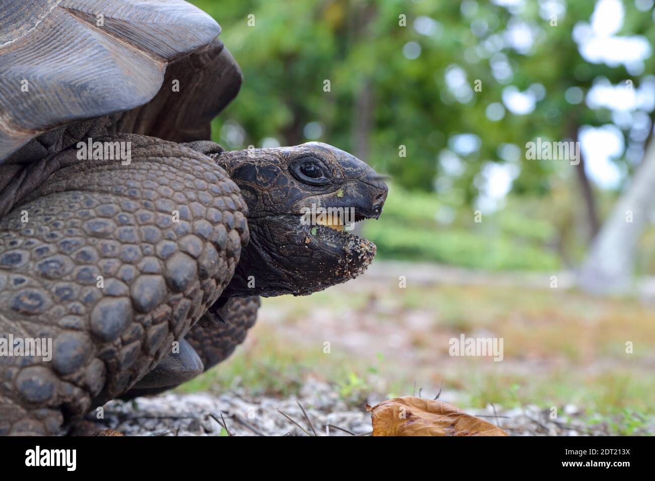 Une tortue géante Aldabra (Aldabchelys gigantea) sur l'atoll d'Astove, Seychelles Banque D'Images