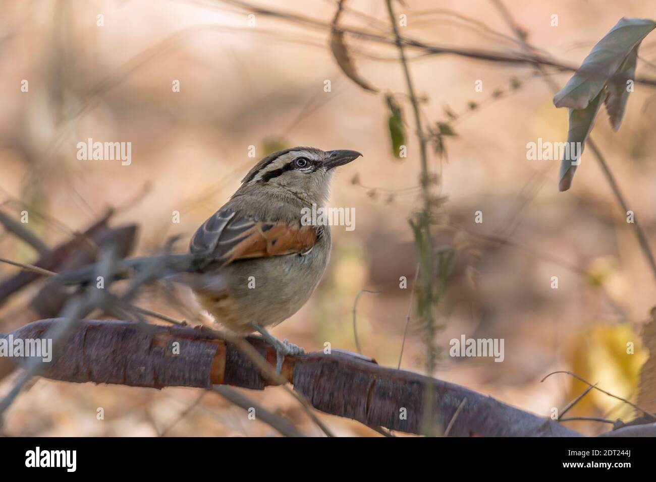 Tchagra à couronne noire dans la brousse vue arrière dans le parc national Kruger, Afrique du Sud ; espèce Tchagra senegalus famille des Malaconotidae Banque D'Images