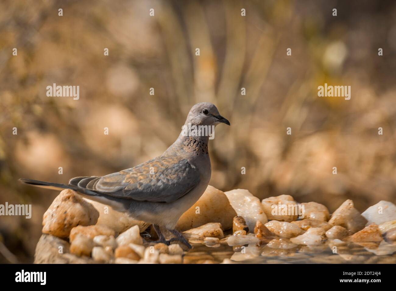 Riant Dove debout au trou d'eau dans le parc national Kruger, Afrique du Sud ; famille de Specie Streptopelia senegalensis de Columbidae Banque D'Images