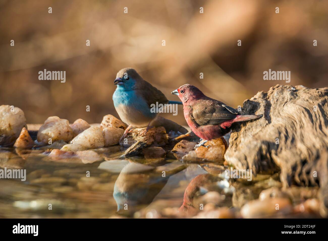 Jameson Firefinch et Cordonbleu croisé au trou d'eau du parc national Kruger, Afrique du Sud ; espèce Lagonosticta rhodopareia et Uraeg Banque D'Images