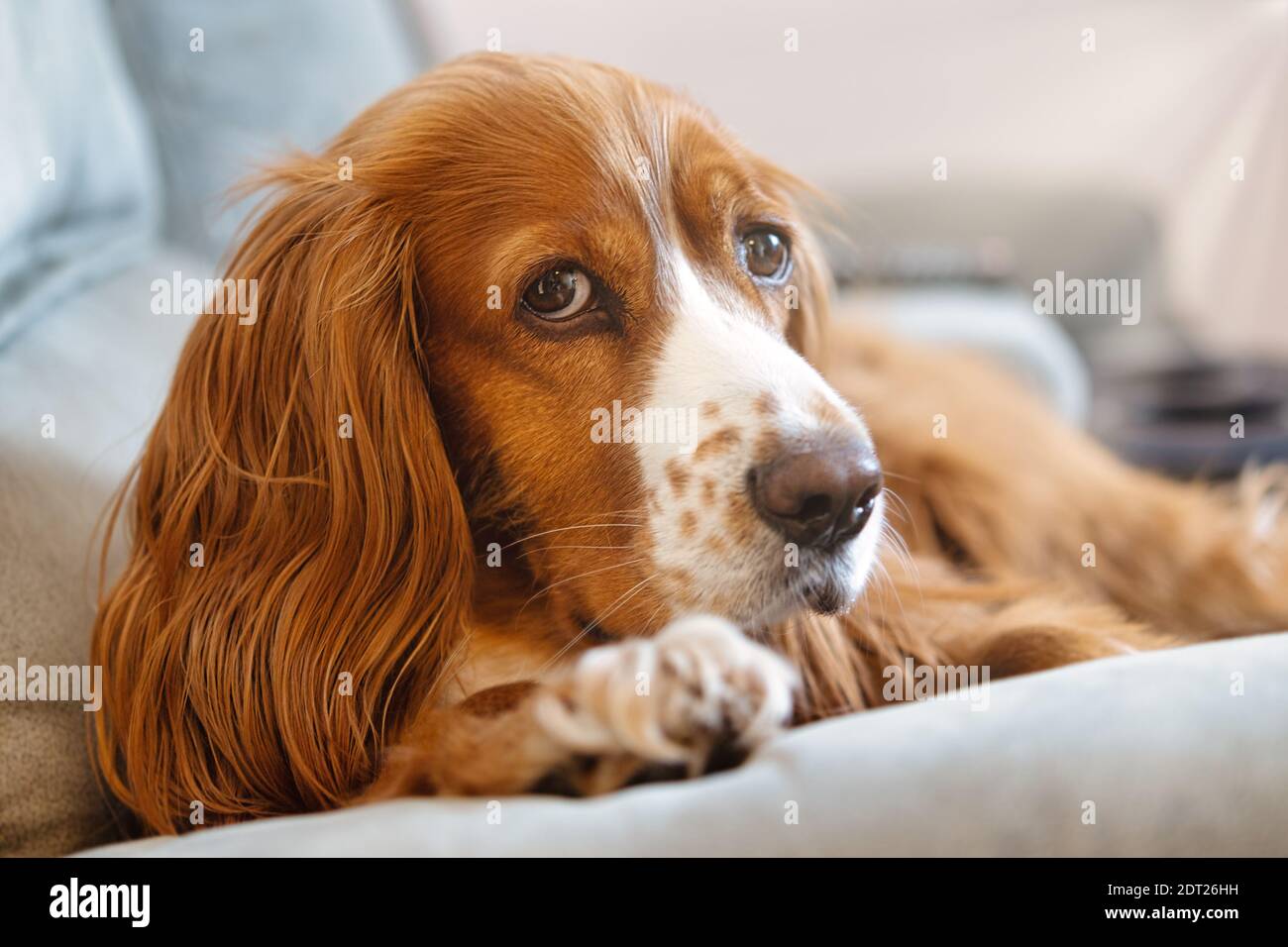 Adorable animal de compagnie de caniel de cocker Banque D'Images