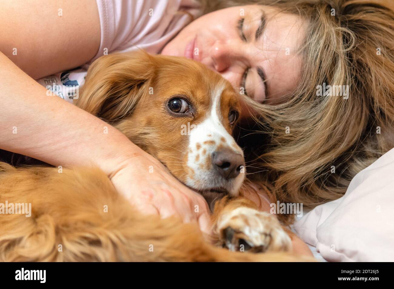 Adorable animal de compagnie de caniel de cocker Banque D'Images