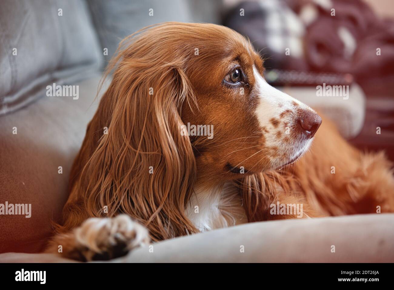 Adorable animal de compagnie de caniel de cocker Banque D'Images