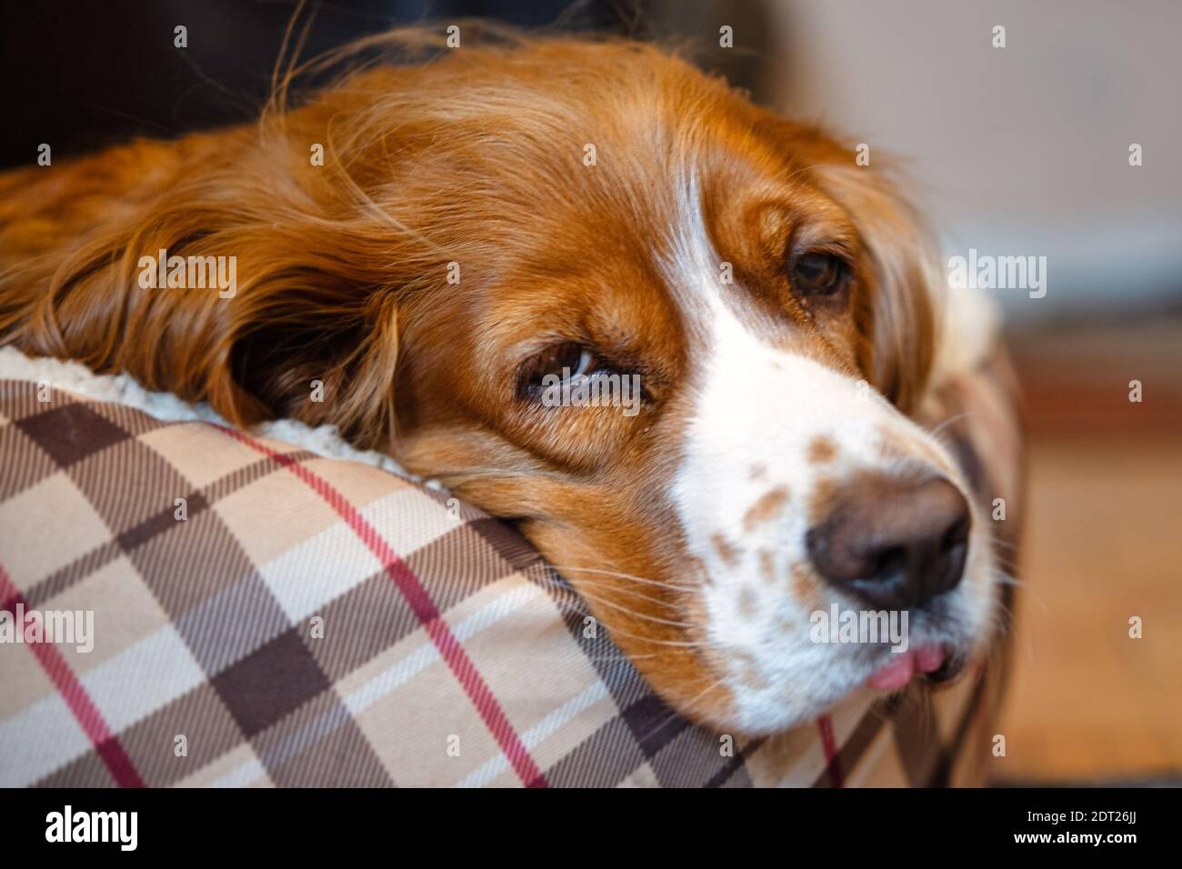 Animal de compagnie spaniel coq endormi Banque D'Images