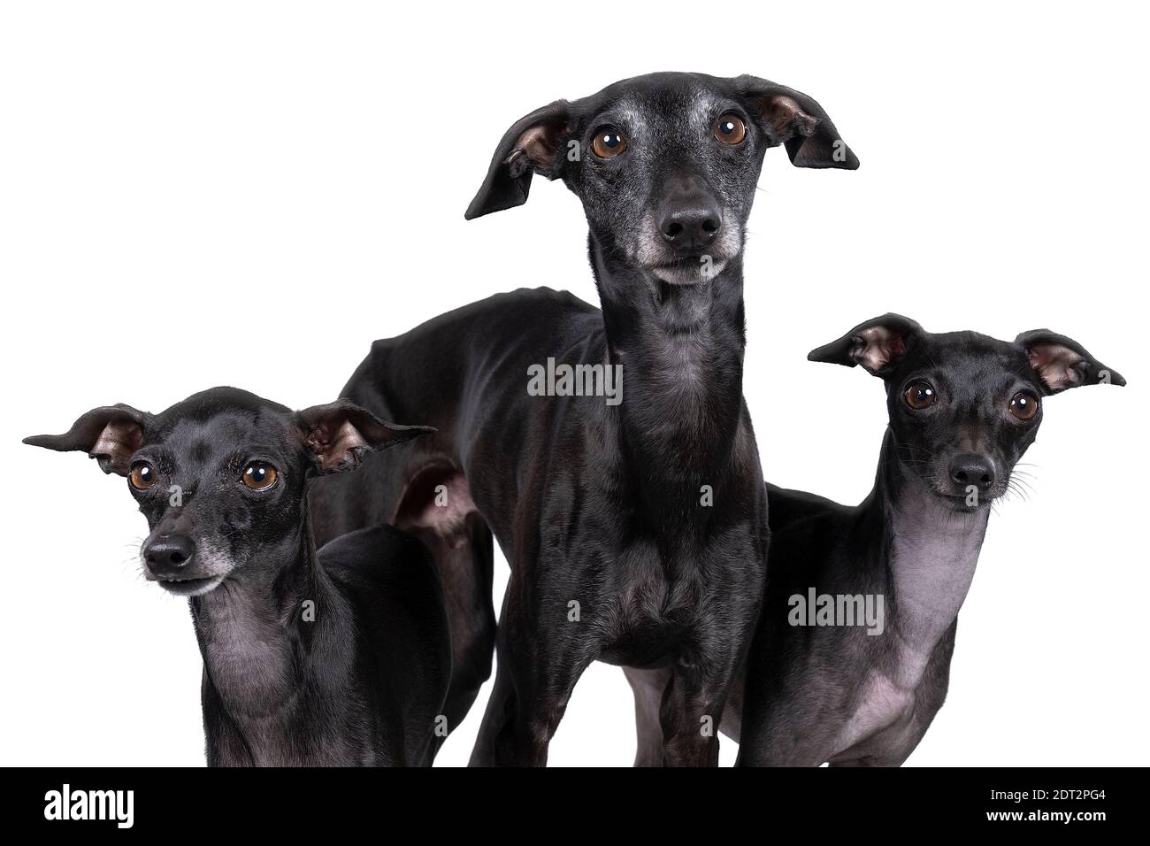 Trois chiens greyhound italiens noirs debout sur tout le corps contre un arrière-plan blanc Banque D'Images