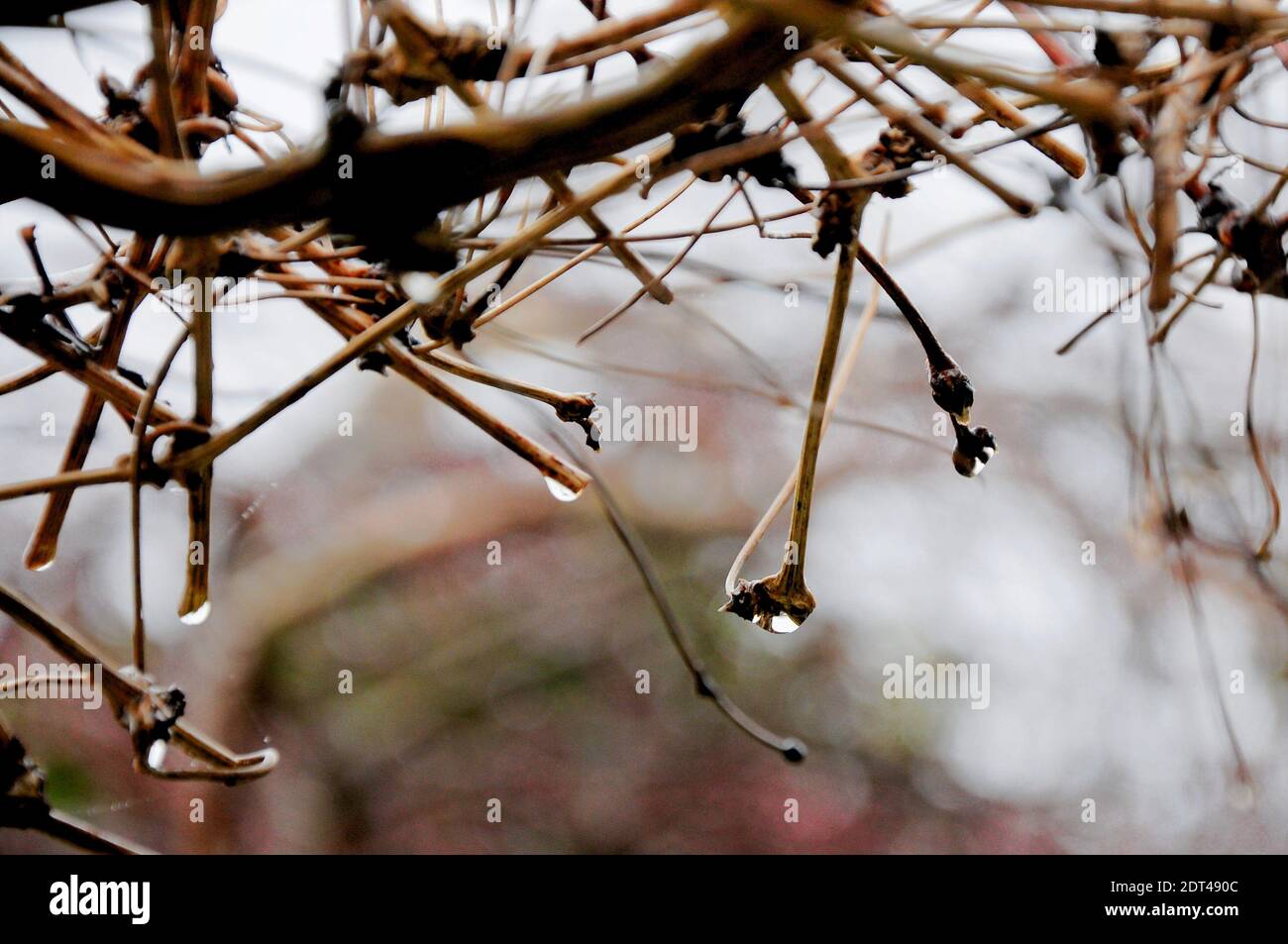 Fortuneswell. 21 décembre 2020. Météo Royaume-Uni. Le brouillard enveloppe le village côtier de Fortuneswell et des gouttelettes d'eau s'accumulent sur les vignes de clématis. Crédit : stuart fretwell/Alay Live News Banque D'Images