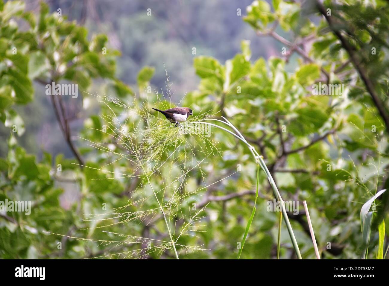 Le Muria à rumpes blanches (Lonchura striata striata) se nourrit de céréales sauvages (ambercane) dans les conditions naturelles du plateau de montagne. Plateau central, Sri Lanka Banque D'Images