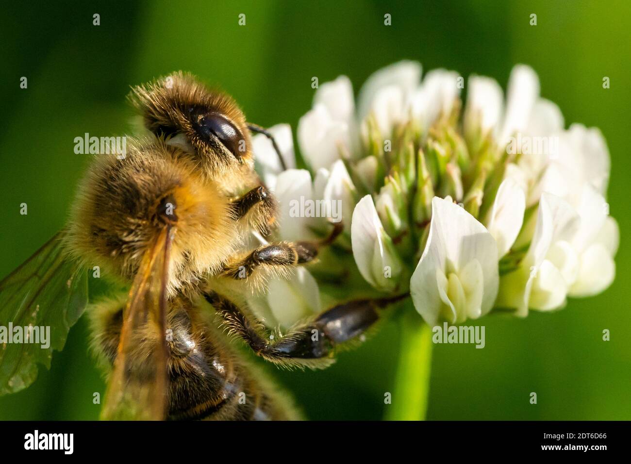 abeille collectant le pollen d'une fleur de trèfle dans le jardin en été, francfort, allemagne Banque D'Images
