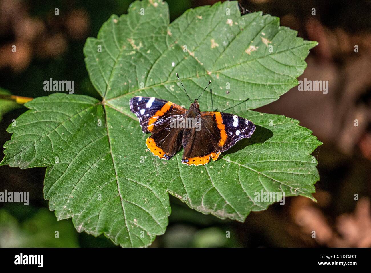 papillon amiral rouge reposant sur le sol, allemagne Banque D'Images