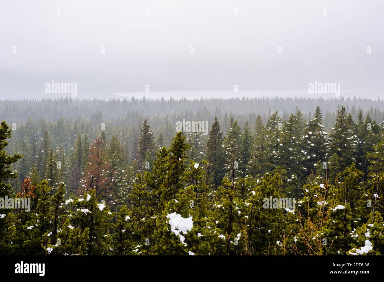 Forêt de conifères et patchs de neige dans un brouillard épais, près des lacs Waterton, Alberta, Canada. Banque D'Images