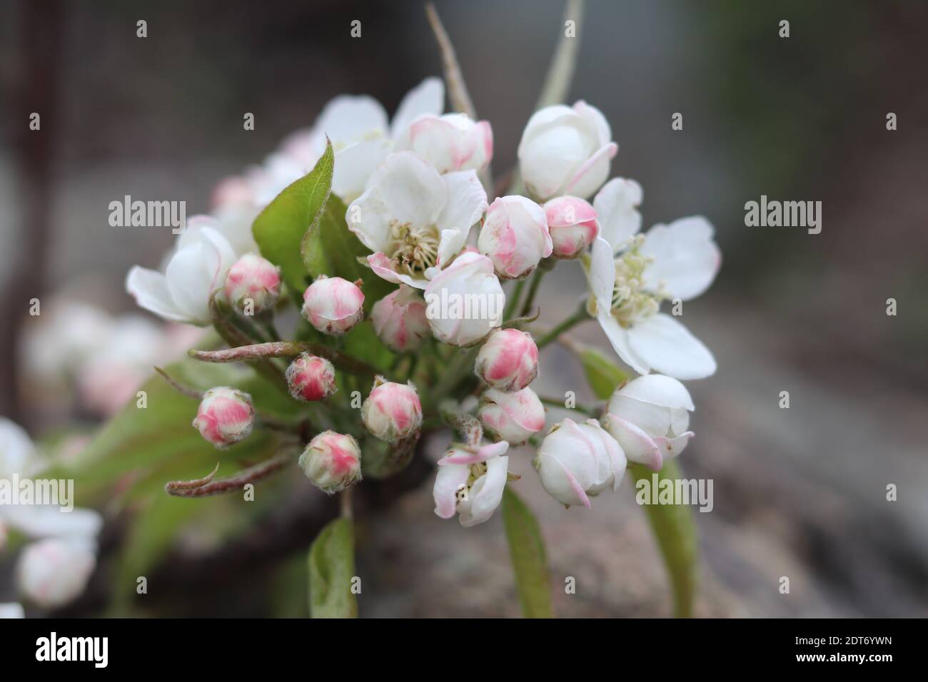 Close-up of Pink Flowering Plant Photo Stock - Alamy