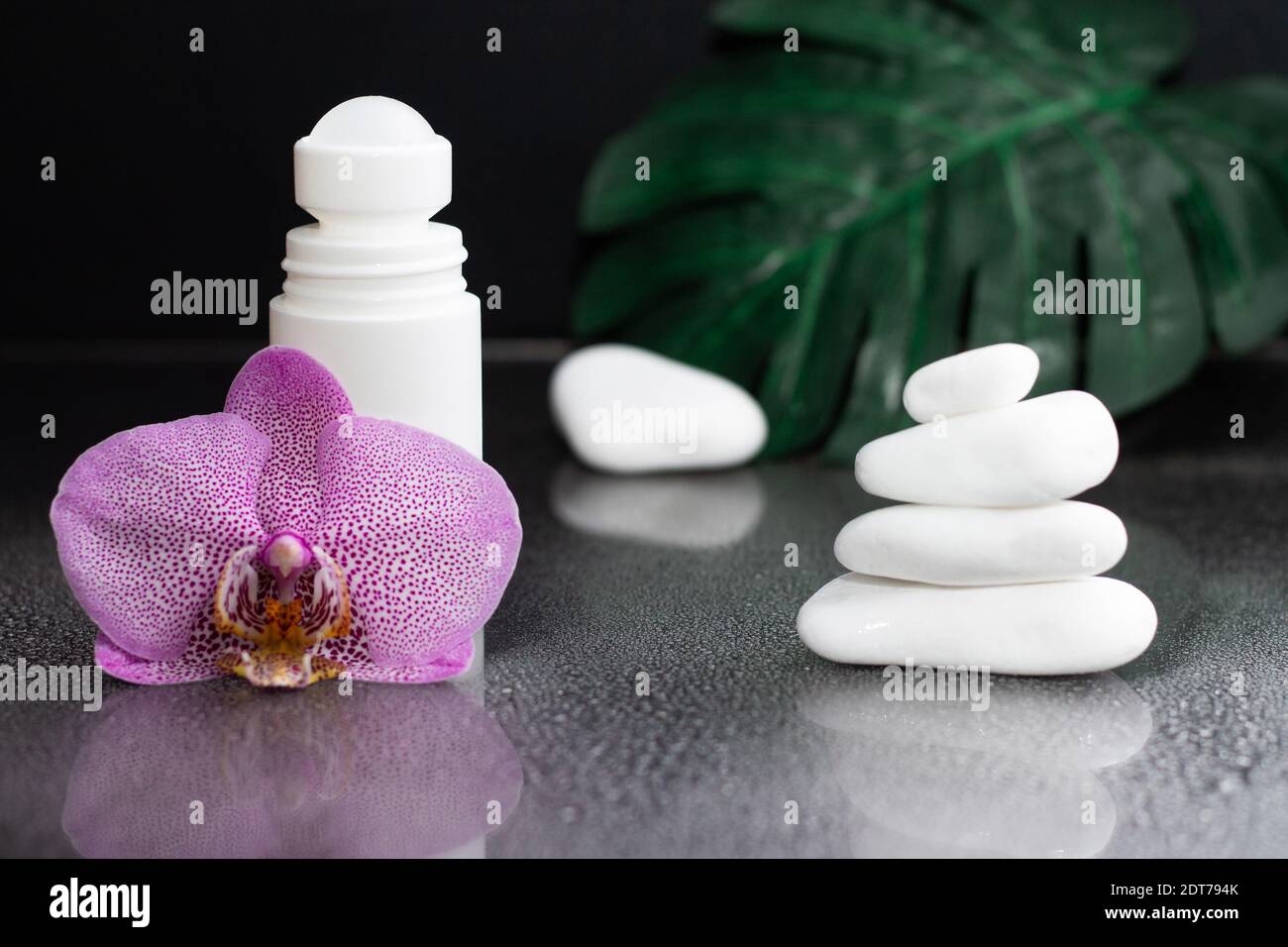 Belle fleur d'orchidée lilas et déodorant à rouler blanc pierres et feuilles de monstère sur fond noir humide Banque D'Images