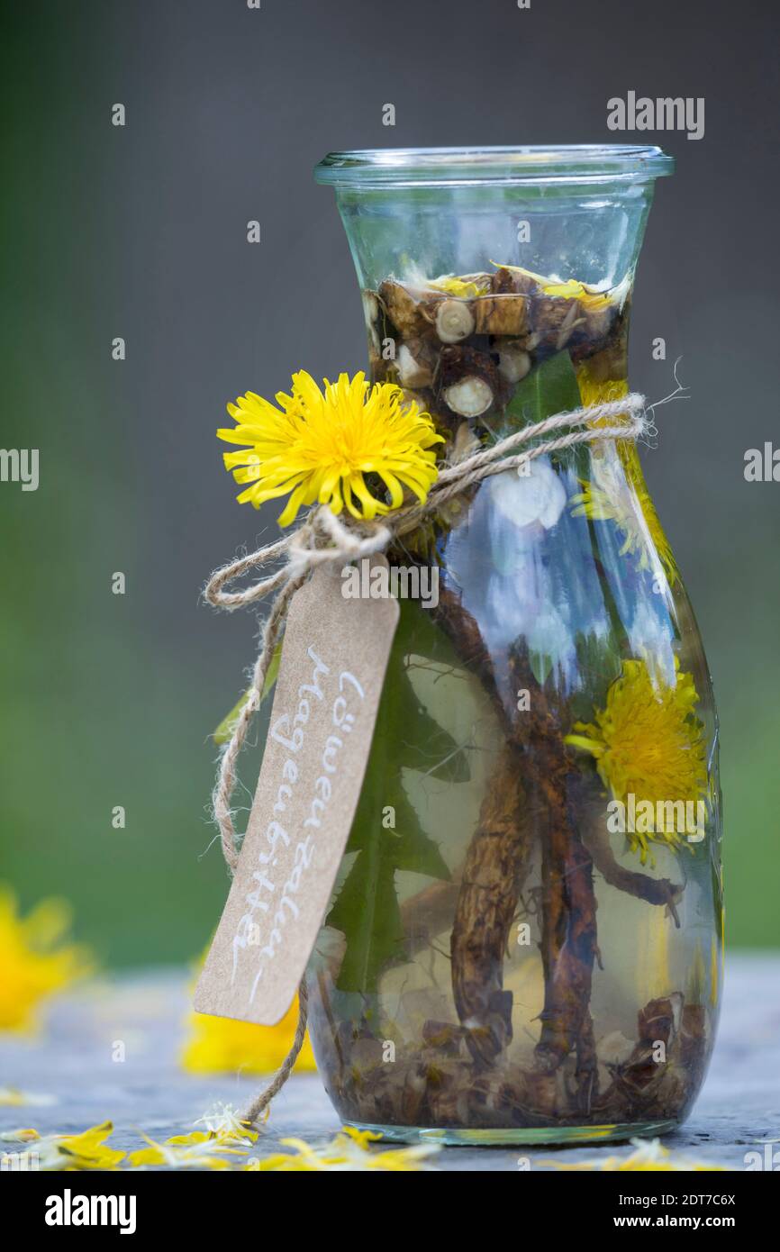 Pissenlit commun (Taraxacum officinale), pissenlit auto-fabriqué amer de fleurs et de racines, Allemagne Banque D'Images