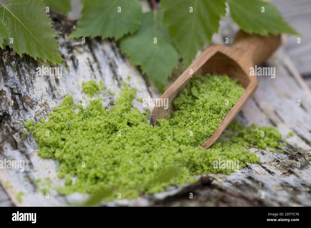 Bouleau à papier, bouleau argenté, bouleau blanc européen, bouleau blanc (Betula pendula, Betula alba), sel de bouleau autofabriqué à partir de sel d'herbe et feuilles de bouleau, Banque D'Images