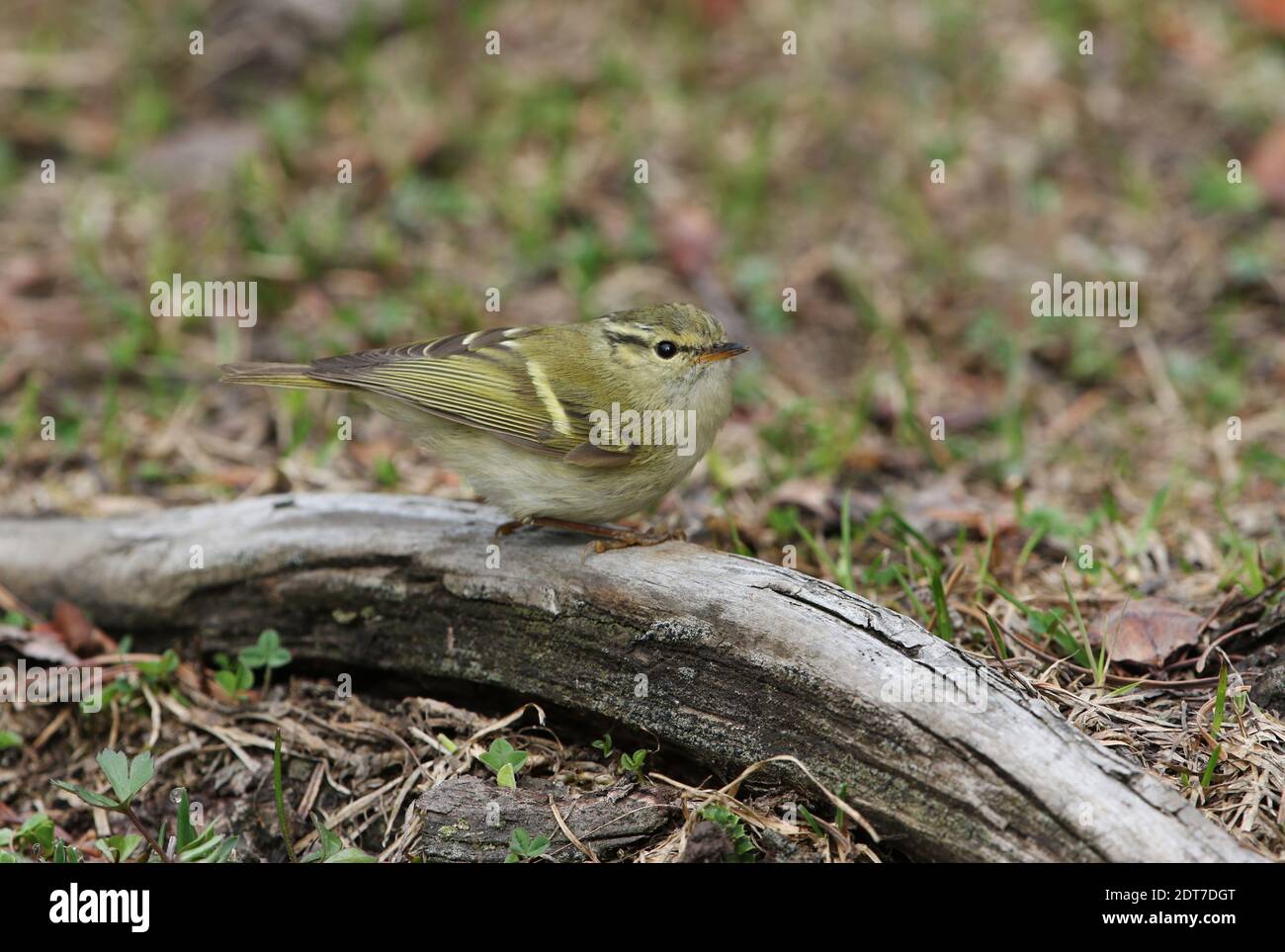 Paruline à rumissement de citron (Phylloscopus chloronotus), perchée sur une branche au sol, vue latérale, Inde, Cachemire, Gulmarg Banque D'Images