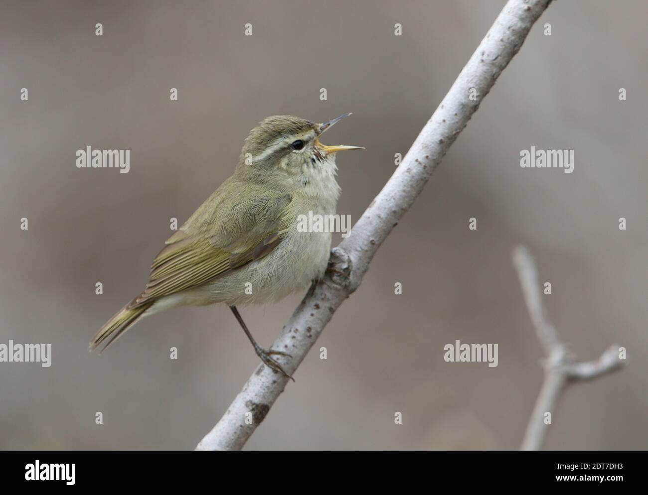 Paruline à saule de Tytler (Phylloscopus tytleri), chantant un mâle sur une branche, vue latérale, Inde, Cachemire, Gulmarg Banque D'Images