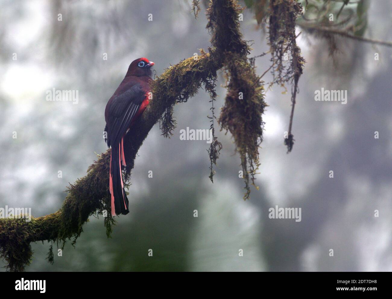 ward's trogon (Harpactes wardi), homme perching sur une branche de mousse dans la forêt tempérée montagnarde, Inde, Arunachal Pradesh, Eaglenest Wildlife Sanctuary Banque D'Images