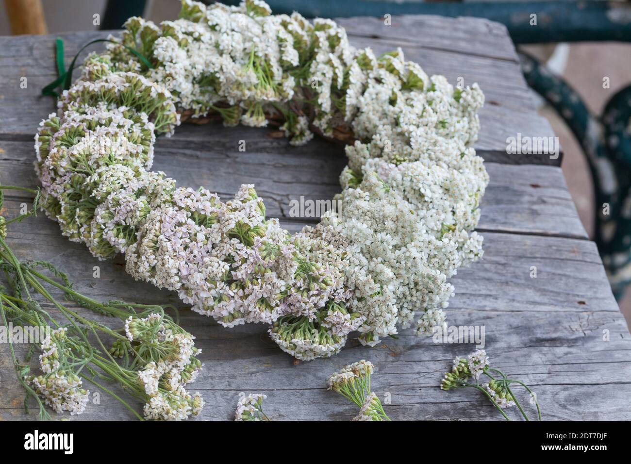 Yarrow commun, milfoil (Achillea millefolium), couronne d'yarrow auto-attachée sur le siège d'une ancienne chaise patientée, Allemagne Banque D'Images