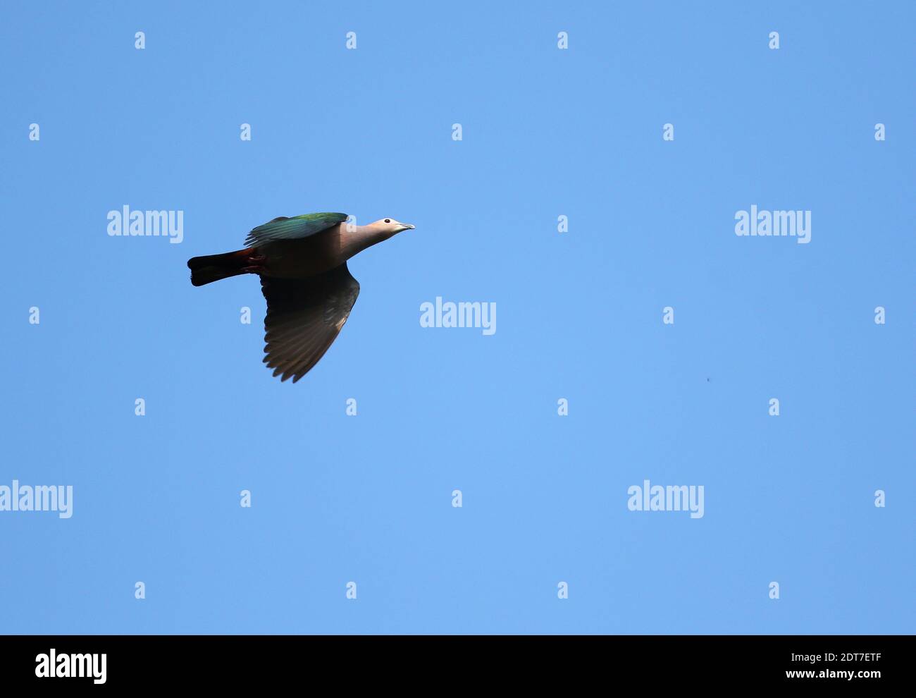 Pigeon impérial vert (Ducula aenea), vol, Indonésie, Sulawesi, îles Togiennes Banque D'Images