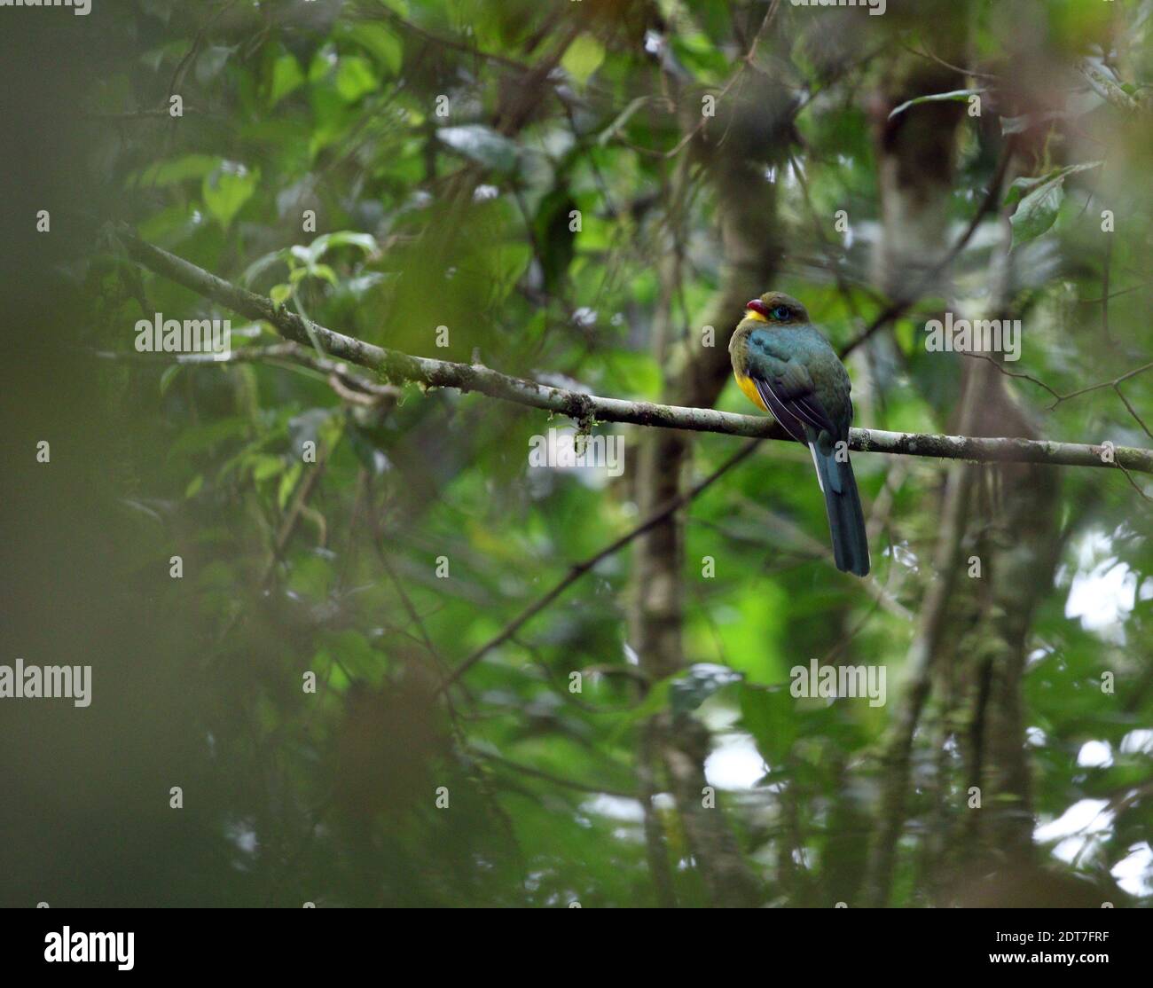 Sumatran Trogon (Apalharpactes mackloti), en perçant sur une branche de la forêt tropicale, Indonésie, Sumatra, Mont Kerinci Banque D'Images