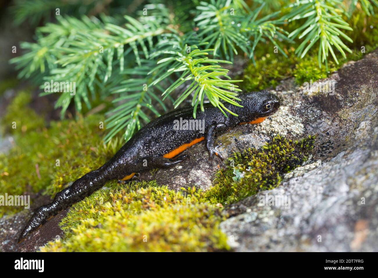 Newt alpin (Triturus alpestris, Ichthyosaura alpestris, Mesotriton alpestris), femelle sur une pierre de mousse, Allemagne Banque D'Images