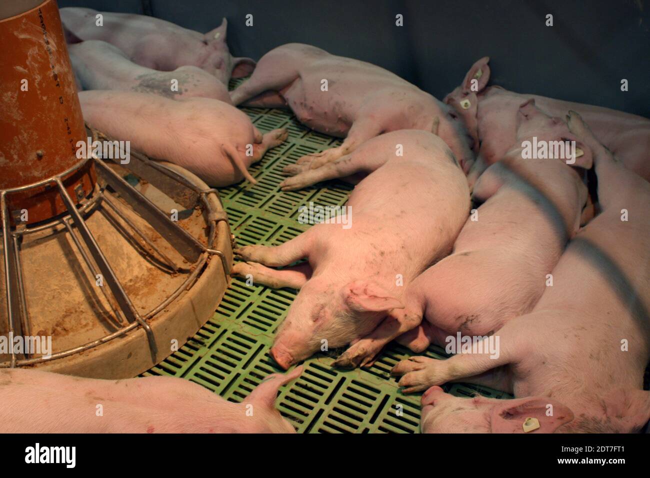 Porc domestique (sus scrofa F. domestica), groupe de porcelets dormant sous une lampe à chaleur sur sol en plastique, élevage de porcs, Allemagne Banque D'Images