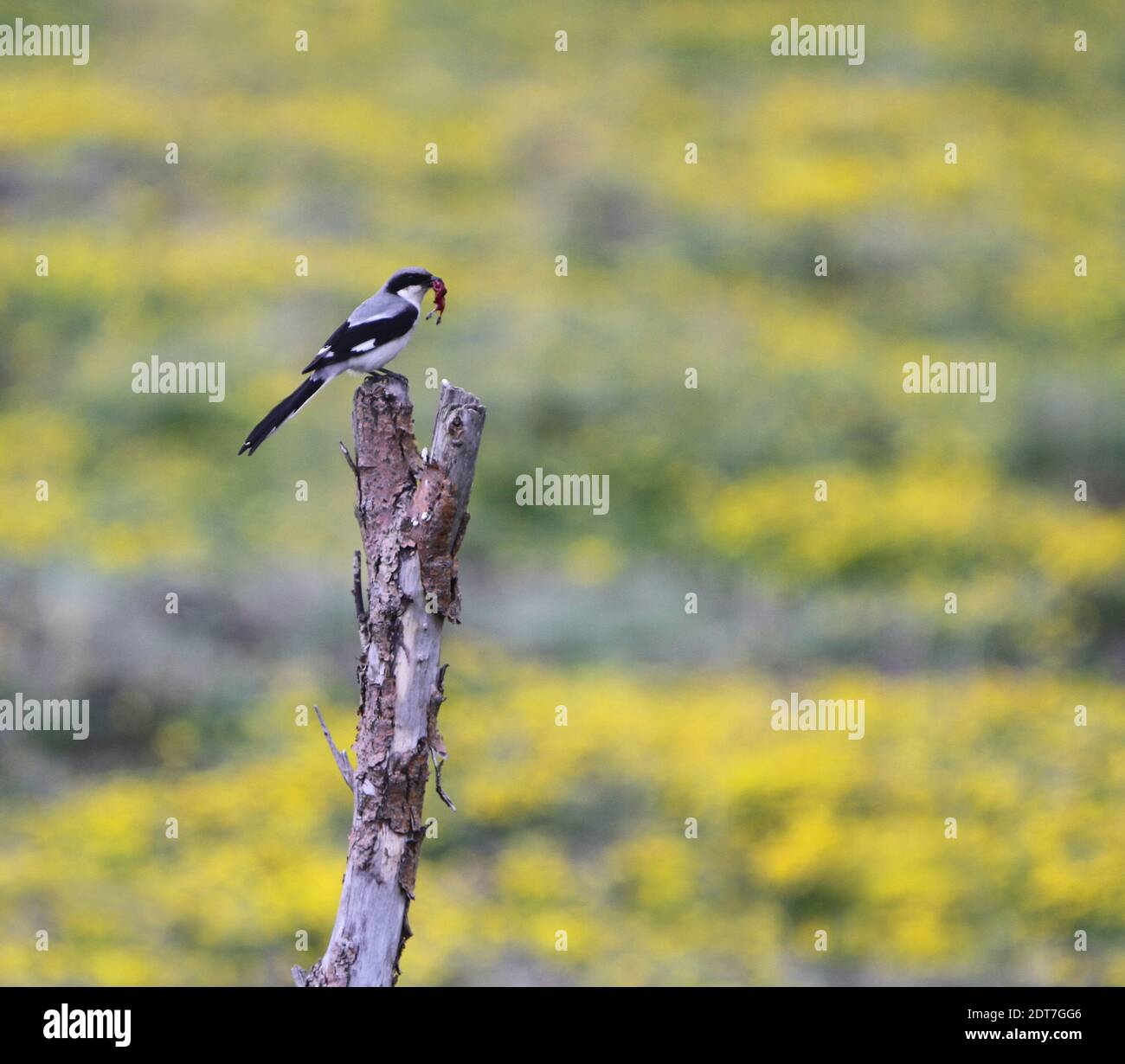 La merluche grise géante (Lanius giganteus), en proie dans le bec sur une branche, la Chine, le Tibet, le plateau tibétain Banque D'Images