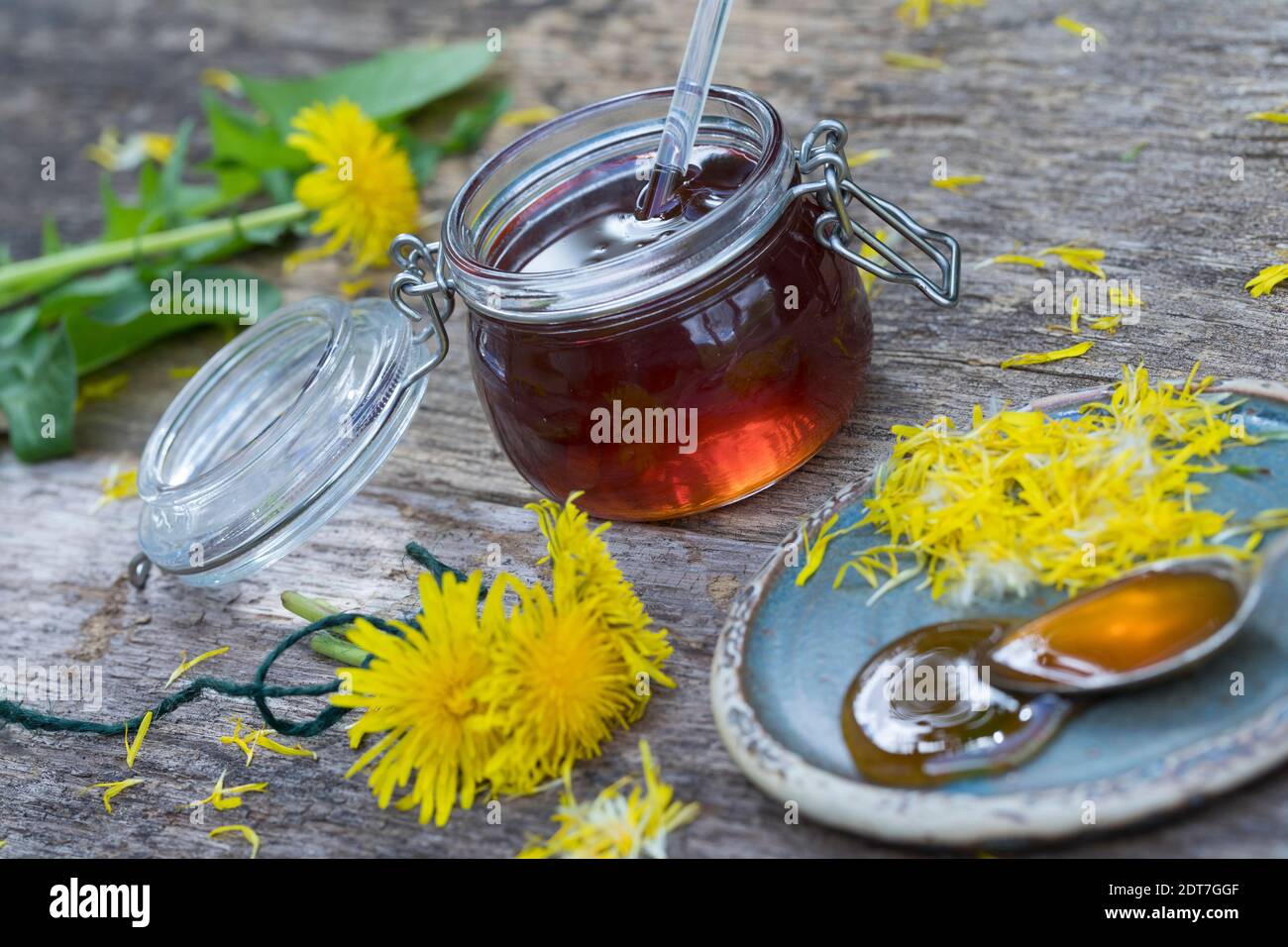 Pissenlit commun (Taraxacum officinale), miel de pissenlit maison, Allemagne Banque D'Images