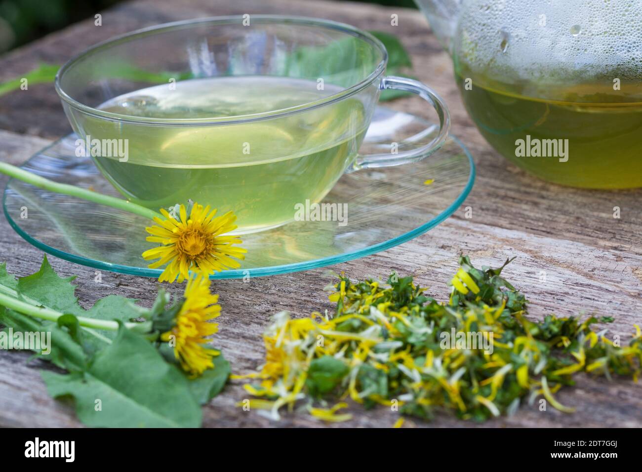 Pissenlit commun (Taraxacum officinale), thé pissenlit auto-fabriqué, Allemagne Banque D'Images