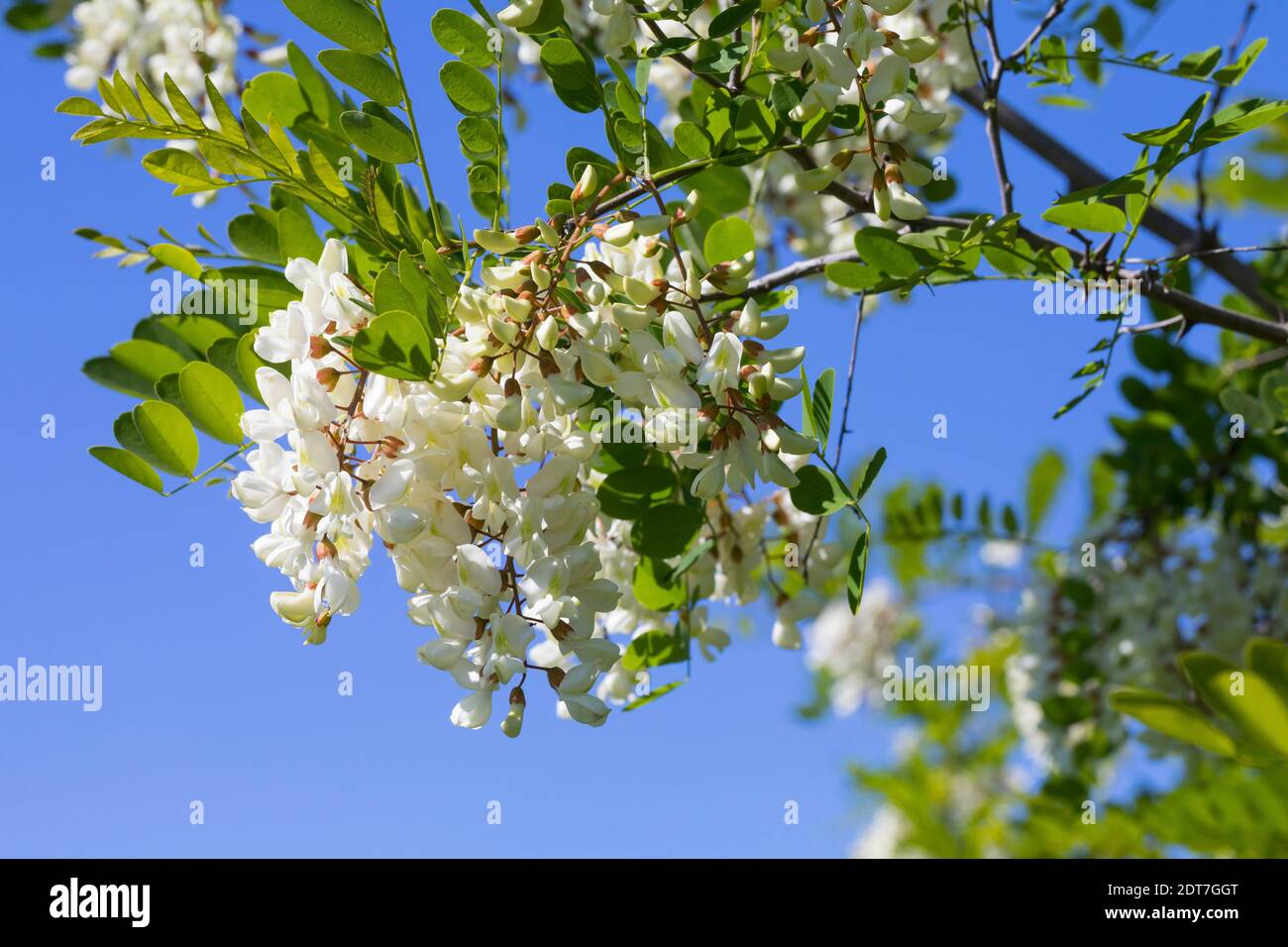 Le robinier, criquet commun, le robinier (Robinia pseudo-acacia, Robinia pseudoacacia, Robinia pseudacacia), blooming, Allemagne Banque D'Images