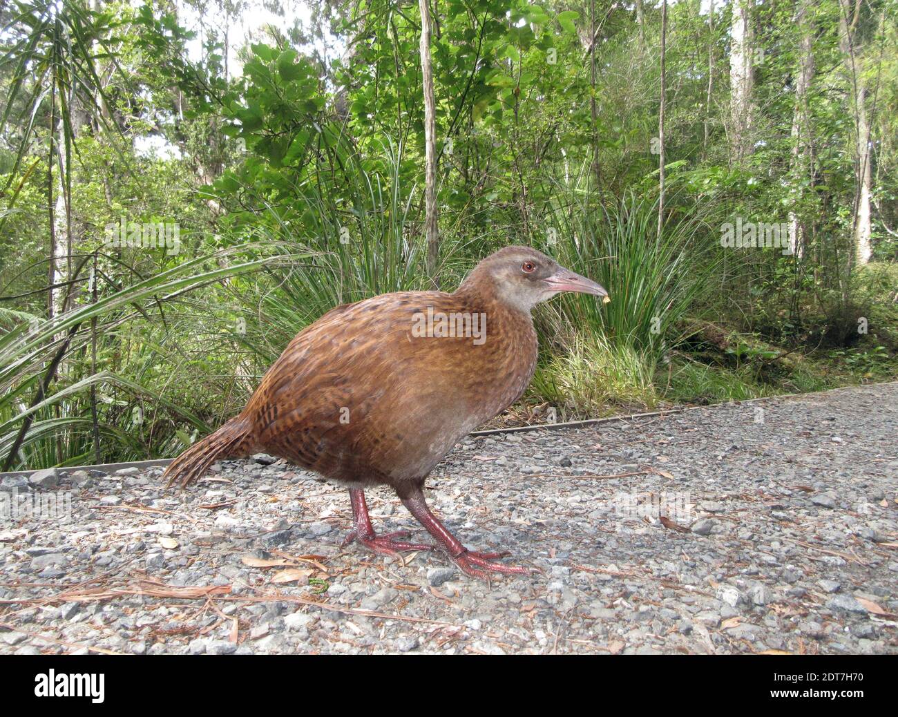 Stewart Island Weka, Stewart Island weka rail (Gallirallus australis scotti, Gallirallus scotti), marche sur un chemin, vue latérale, Nouvelle-Zélande, Stewart Banque D'Images