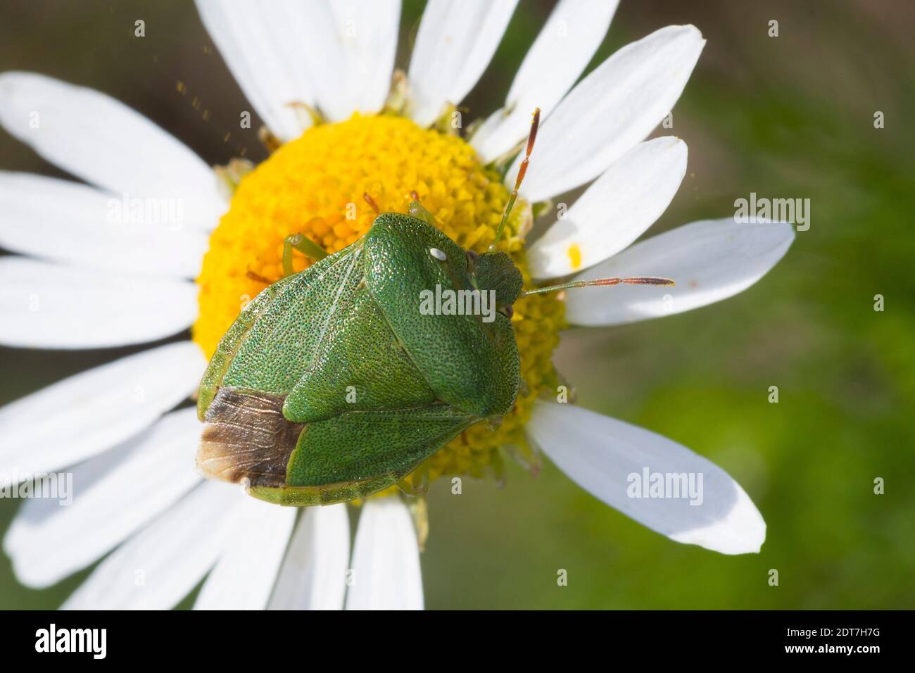 Green Shield bug (Palomena viridissima), vue de dessus, Allemagne Banque D'Images