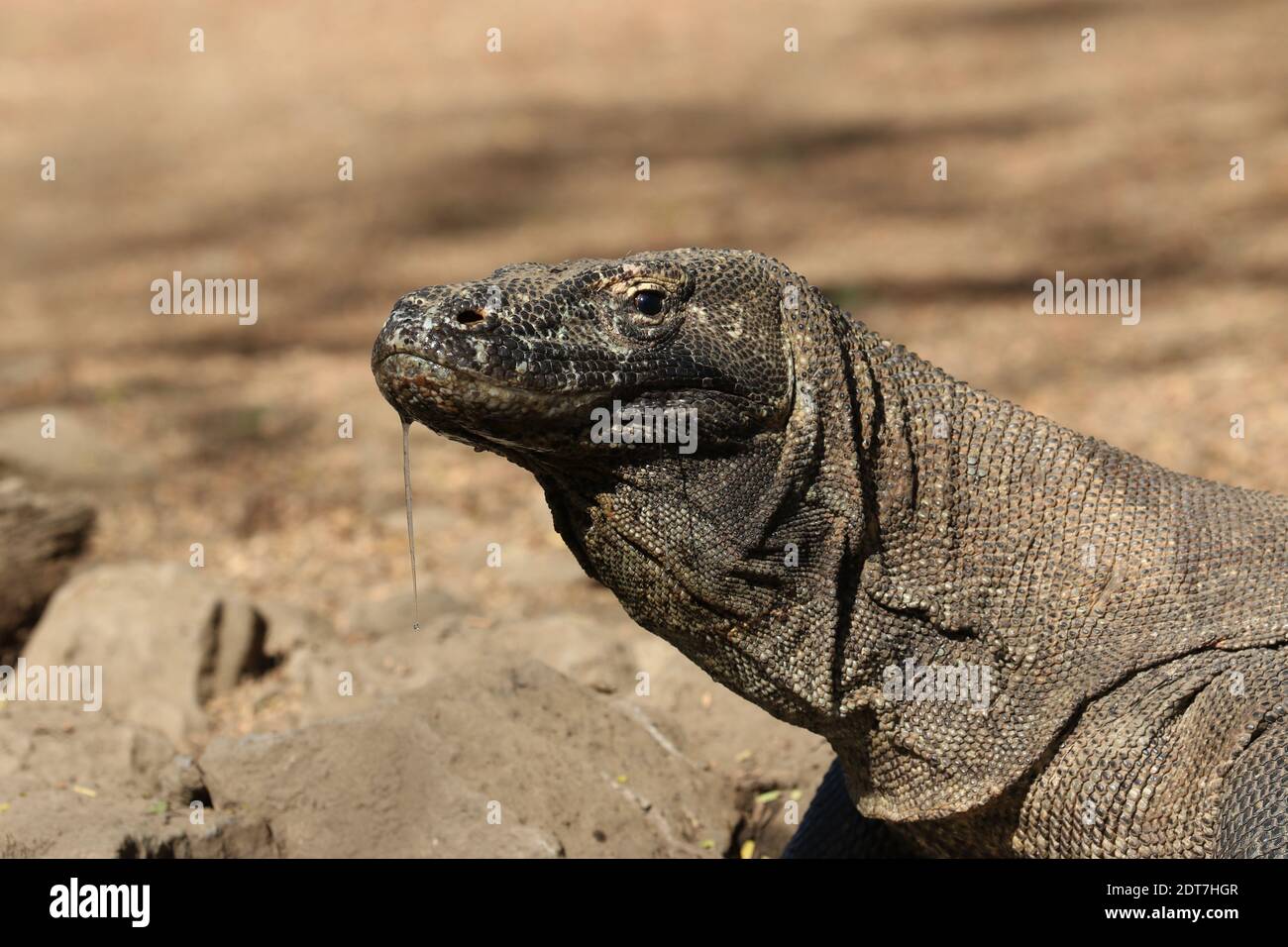 Dragon de Komodo, moniteur de Komodo, ora (Varanus komodoensis), portrait, salivation, Indonésie, île de Komodo Banque D'Images