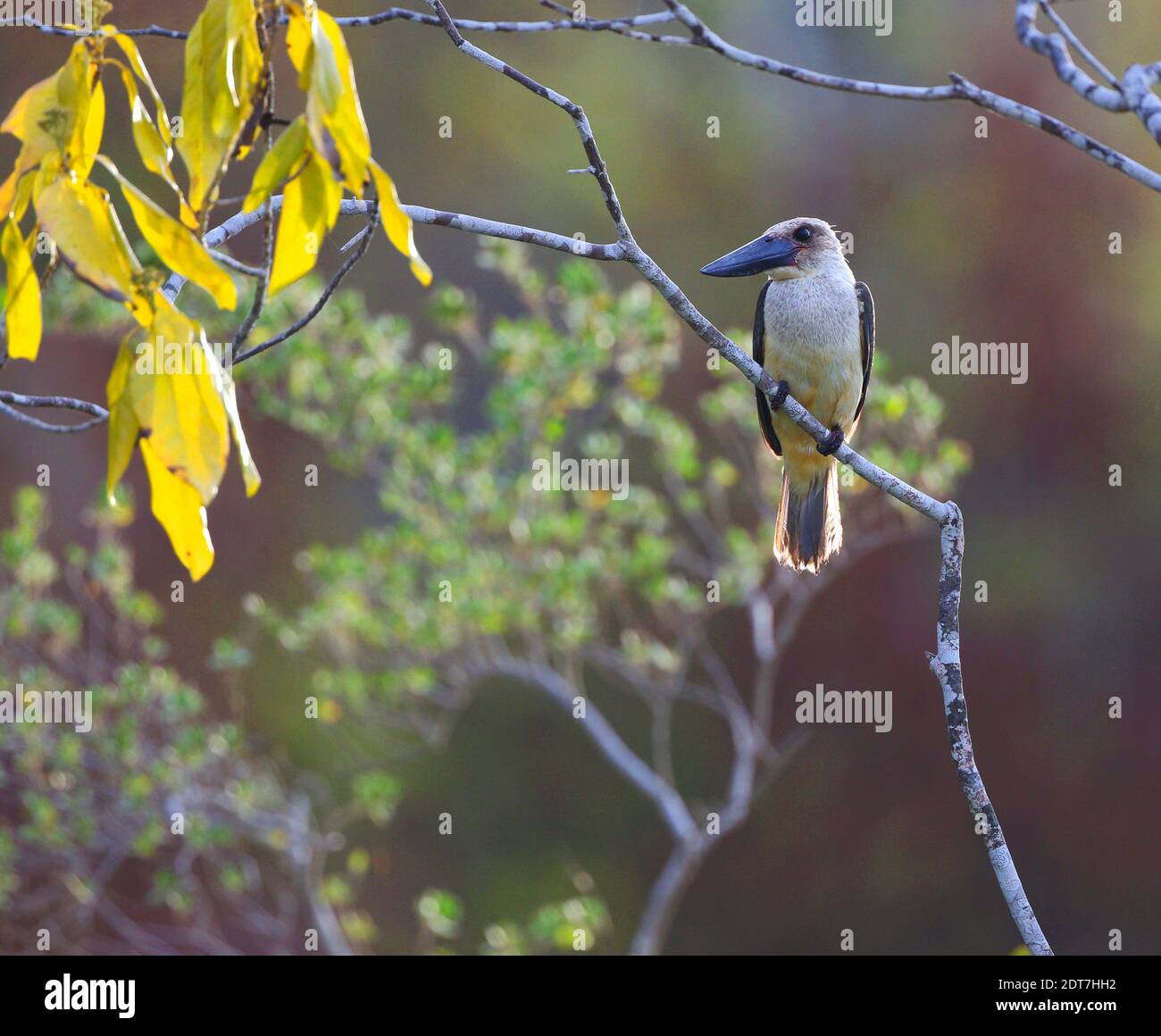 kingfisher à bec large, kingfisher à bec noir (Pelargopsis melanorhyncha, Pelargopsis melanorhyncha melanorhyncha), perching sur une branche, Banque D'Images
