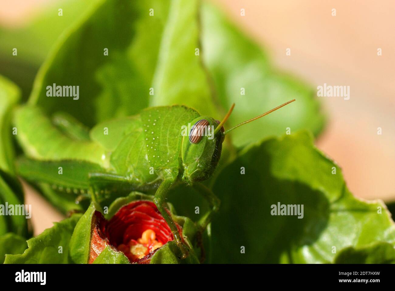 Anacridium aegyptium, sauterelle égyptienne ou criquet égyptien nymphe sur le bourgeon hibiscus. Sauterelle sur une feuille. Banque D'Images