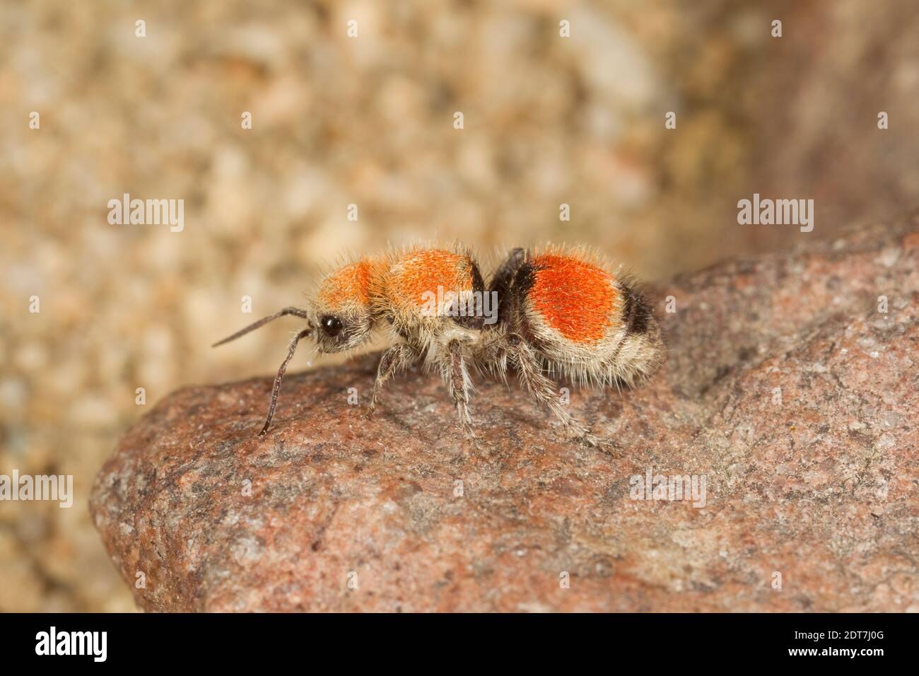 Velvet Ant femelle, Dasymutilla foxi, Mutillidae. Longueur du corps 10 mm. Banque D'Images