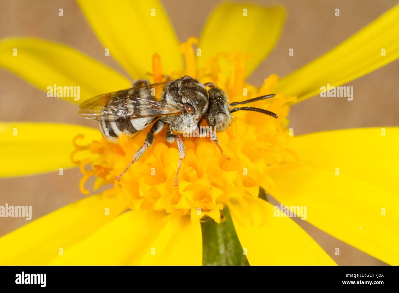 Mesilla cellophane-cuckoo abeille mâle, Epeolus mesilla, Apidae. Longueur du corps 7 mm. Le Nectaring à l'aster. Banque D'Images