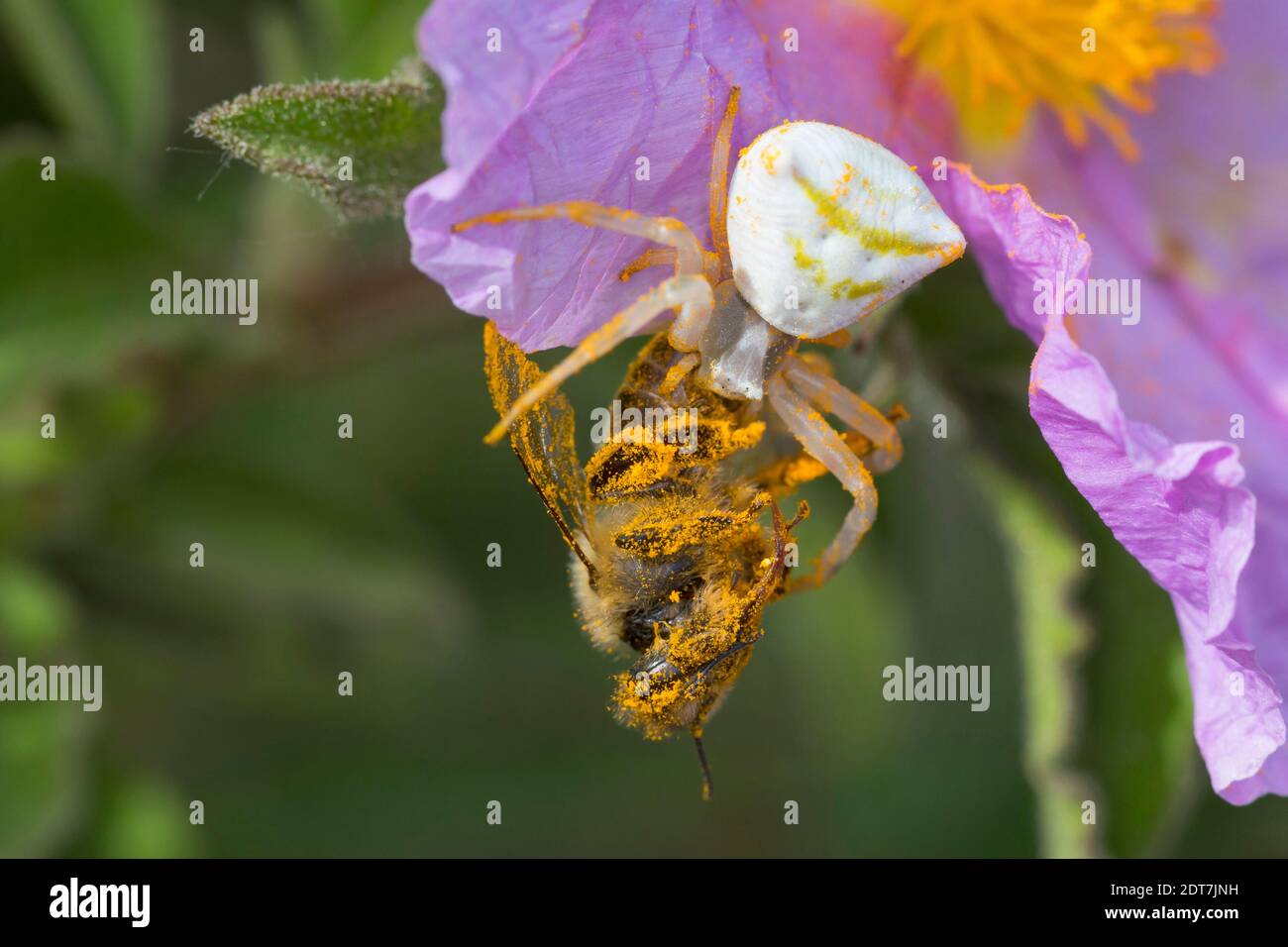 Araignée de crabe (Thomisus onustus), femelle avec abeille à la prée à une fleur de rockrose, Italie Banque D'Images