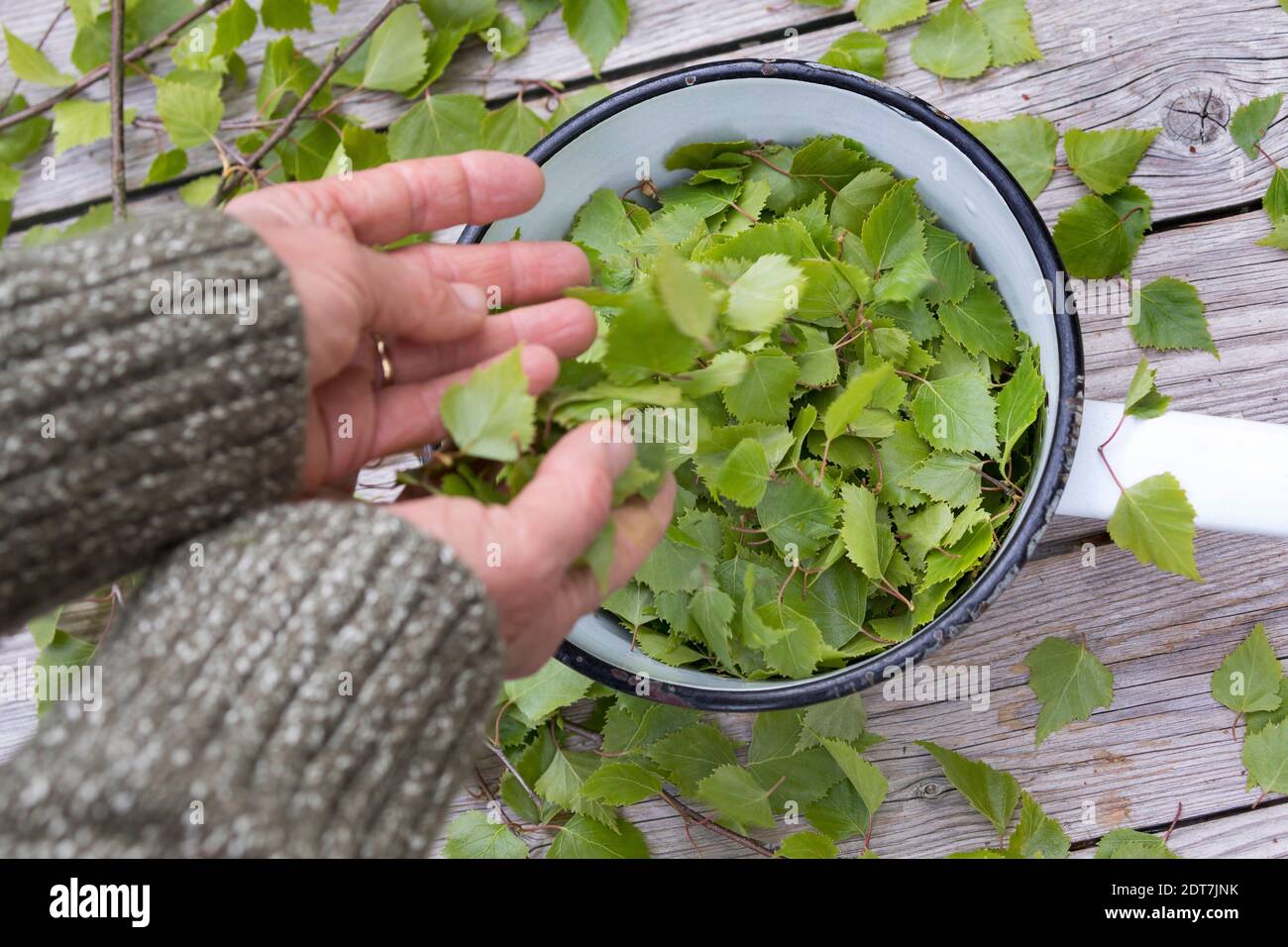 Bouleau à papier, bouleau argenté, bouleau blanc européen, bouleau blanc (Betula pendula, Betula alba), feuilles de bouleau fraîchement récoltées dans une casserole, Allemagne Banque D'Images