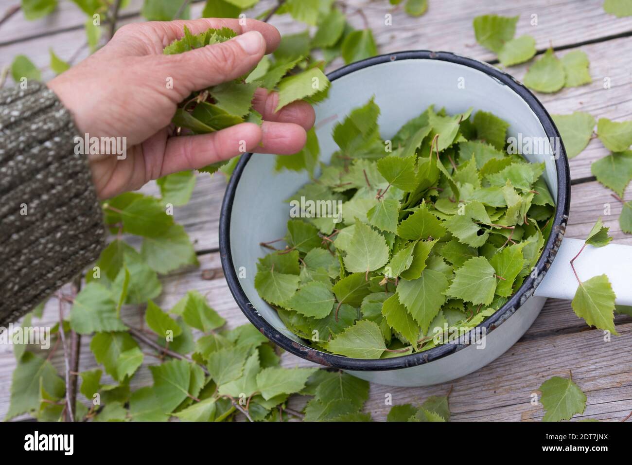 Bouleau à papier, bouleau argenté, bouleau blanc européen, bouleau blanc (Betula pendula, Betula alba), feuilles de bouleau fraîchement récoltées dans une casserole, Allemagne Banque D'Images