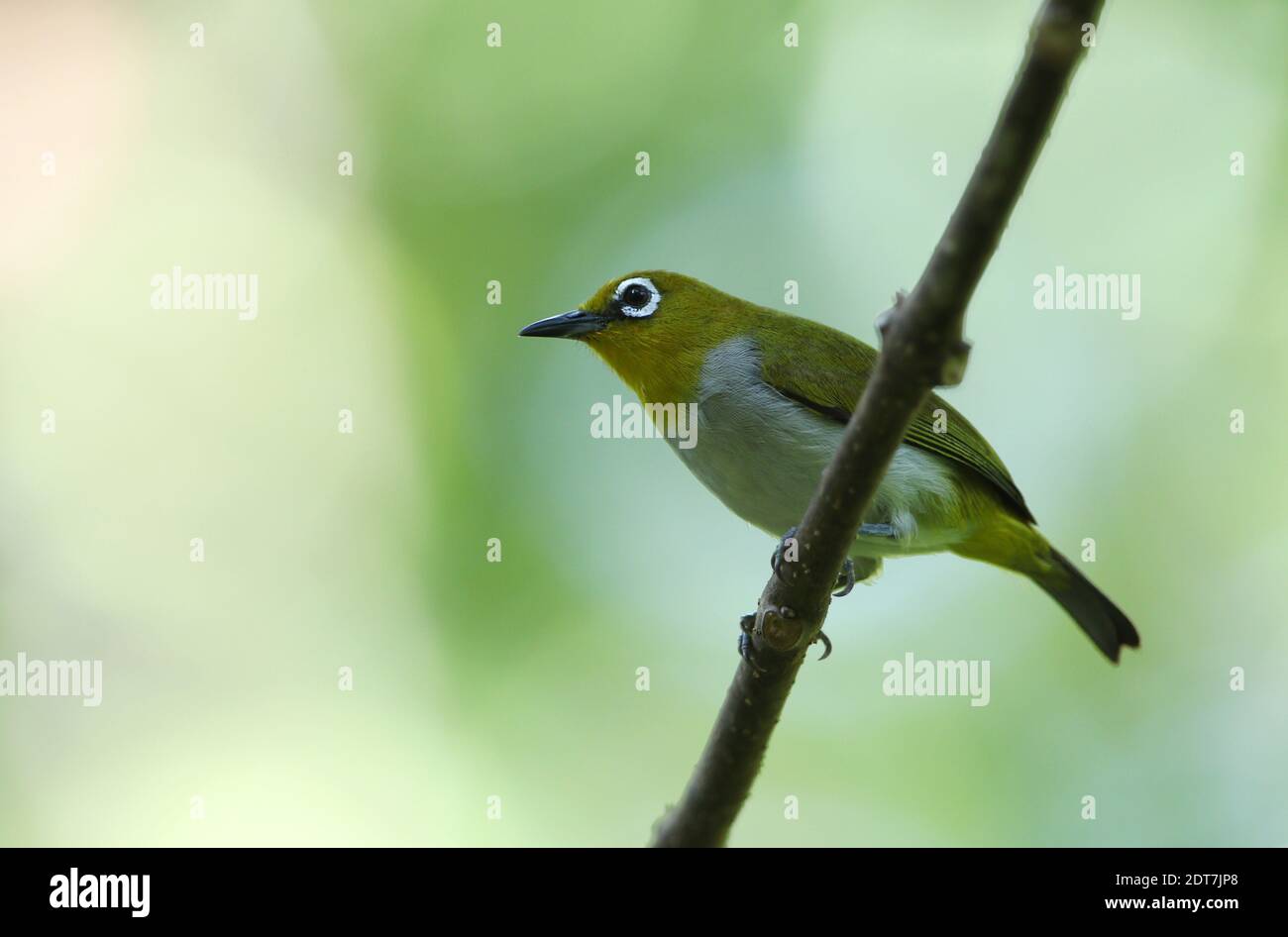 Œil blanc à ventre pâle (Zosterops consobrinorum), perçant sur une branche, Indonésie, Sulawesi, Kendari Banque D'Images