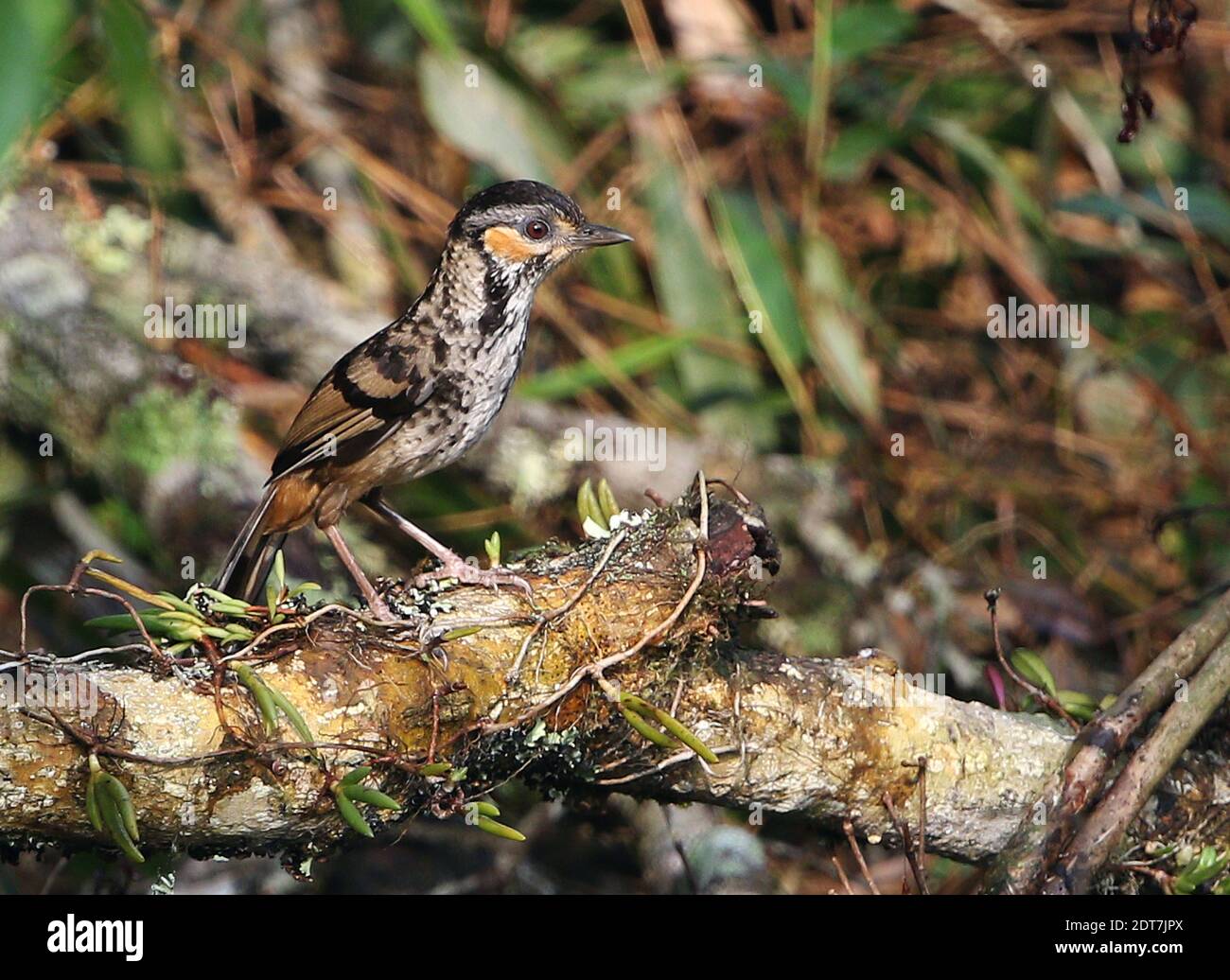 Laughingthrush (Ianthocinta konkakinhensis), perçant sur une branche cassée au sol, vue latérale, Vietnam, Mang Den, Kon Ka Kinh Banque D'Images