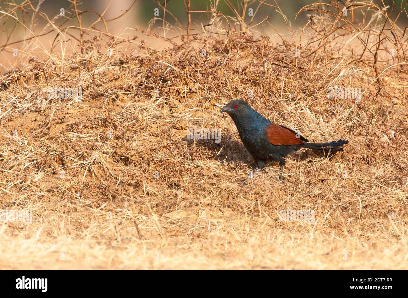 Corbeau-faisan, Grand Coucal (Centropus sinensis), debout sur une prairie sèche, Inde, Madhya Pradesh, Bandhavgarh National Park Banque D'Images