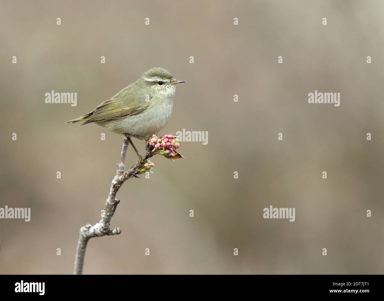 Paruline à saule de Tytler (Phylloscopus tytleri), perchée sur une branche, vue latérale, Inde, Cachemire, Gulmarg Banque D'Images