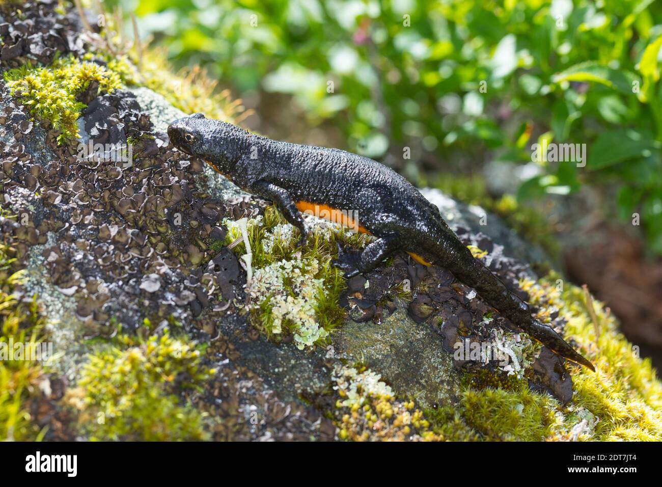 Newt alpin (Triturus alpestris, Ichthyosaura alpestris, Mesotriton alpestris), femelle sur une pierre de mousse, Allemagne Banque D'Images