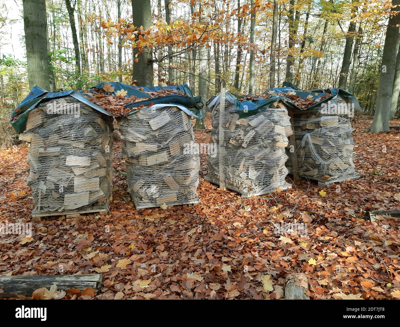 Bois de chauffage dans des sacs en filet et sur des palettes dans la forêt,  Allemagne Photo Stock - Alamy