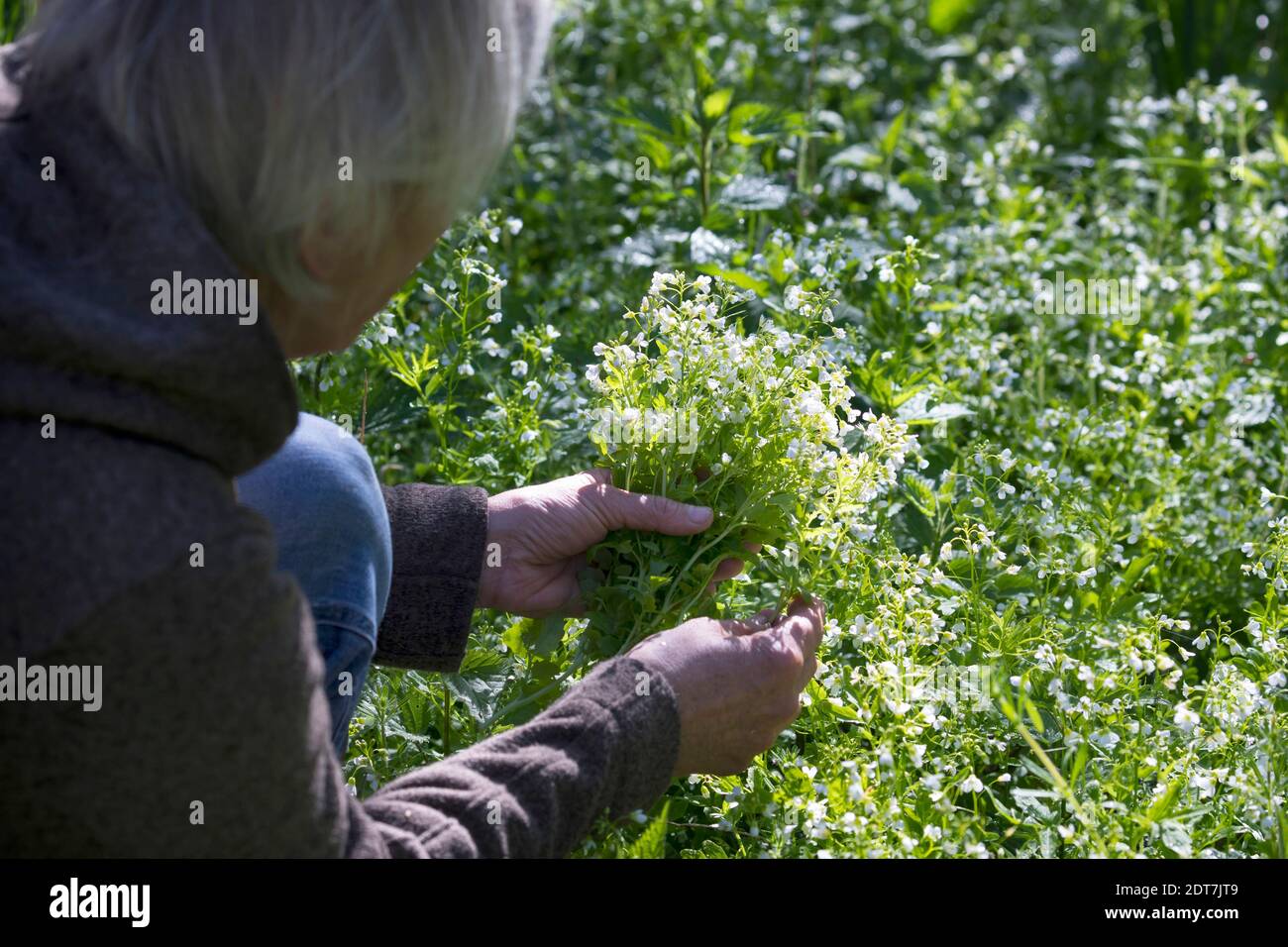 Grande cresson amère, grande Bittercresson (Cardamine amara), récolte de cresson amère, Allemagne Banque D'Images