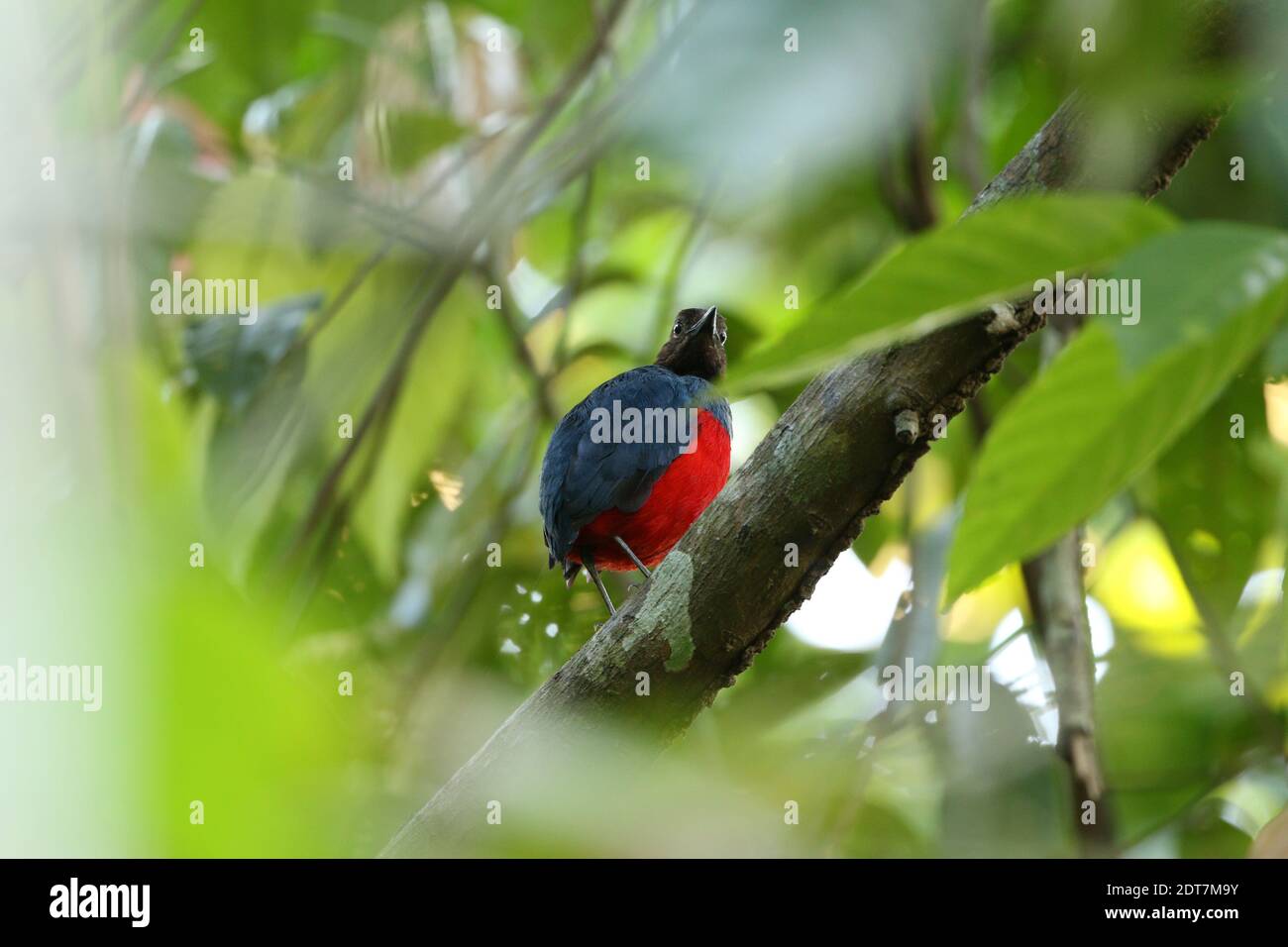 Talaud Pitta, Talaud Red-Bellied Pitta (Erythropitta inspeculata, Pitta inspeculata), qui perce sur une branche à mi-étage de forêt tropicale, Banque D'Images