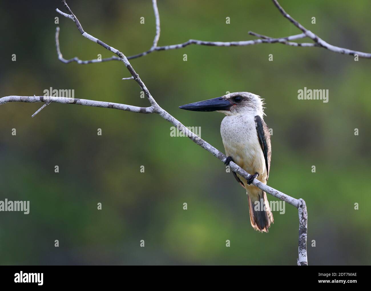 kingfisher à bec large, kingfisher à bec noir (Pelargopsis melanorhyncha, Pelargopsis melanorhyncha melanorhyncha), perching sur une branche, Banque D'Images