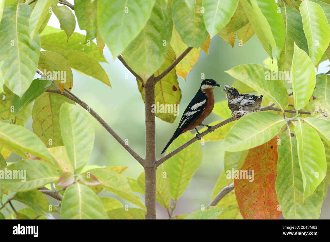 tueur à ventre rouge (Lalage aurea), nourrissant la poussin sur une branche, vue latérale, Indonésie, Maluku du Nord, Halmaera Banque D'Images